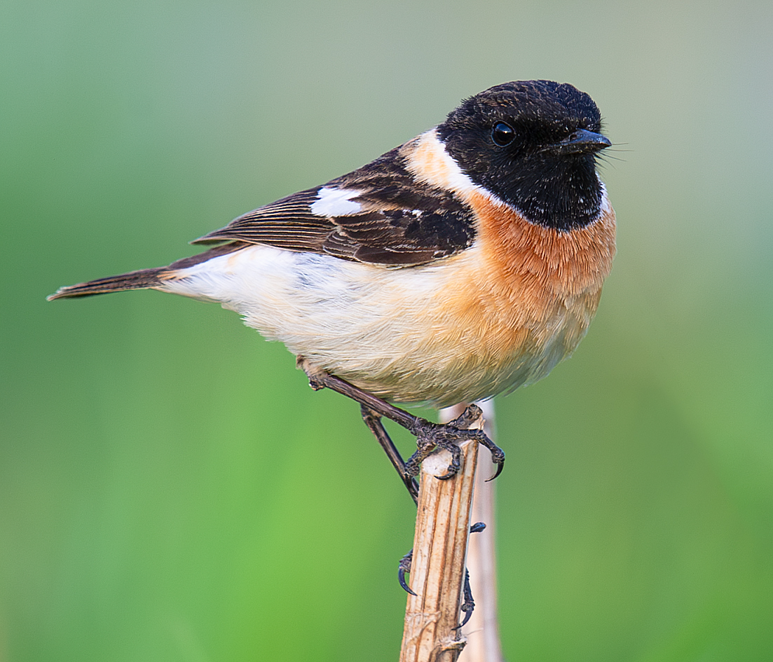 Siberian Stonechat