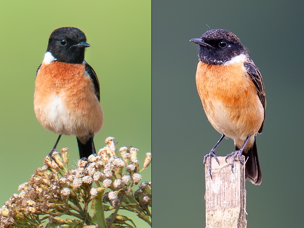 Siberian (Przevalski's) Stonechat