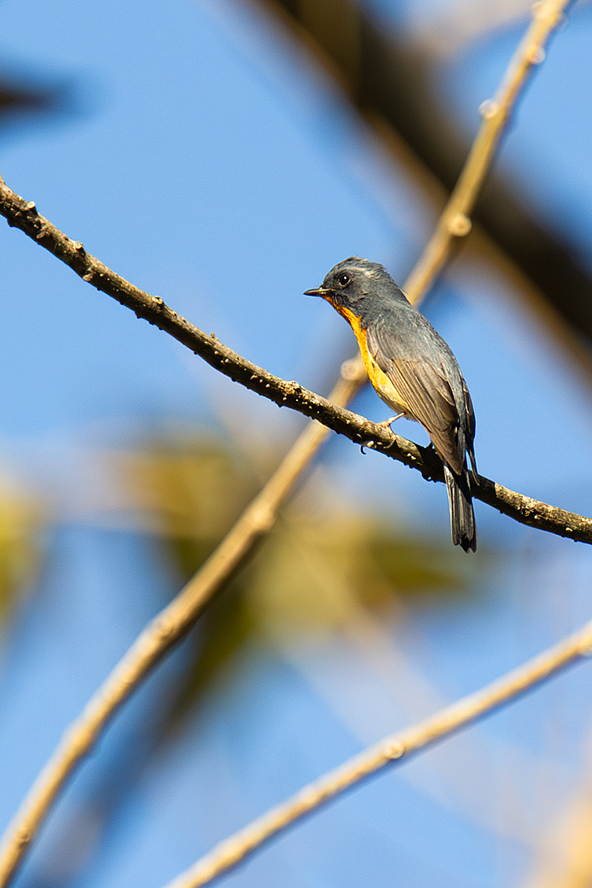 Slaty-backed Flycatcher