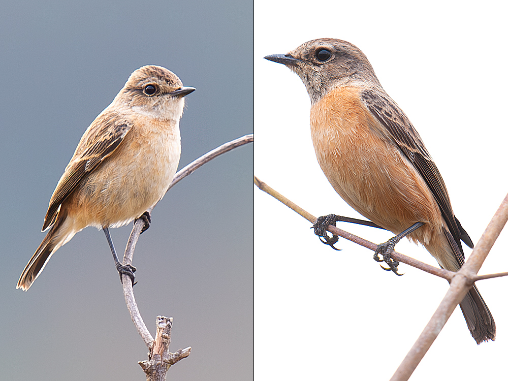 Siberian (Przevalski's) and Amur Stonechat