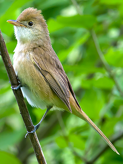 Thick-billed Warbler