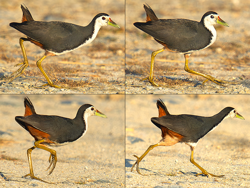 White-breasted Waterhen