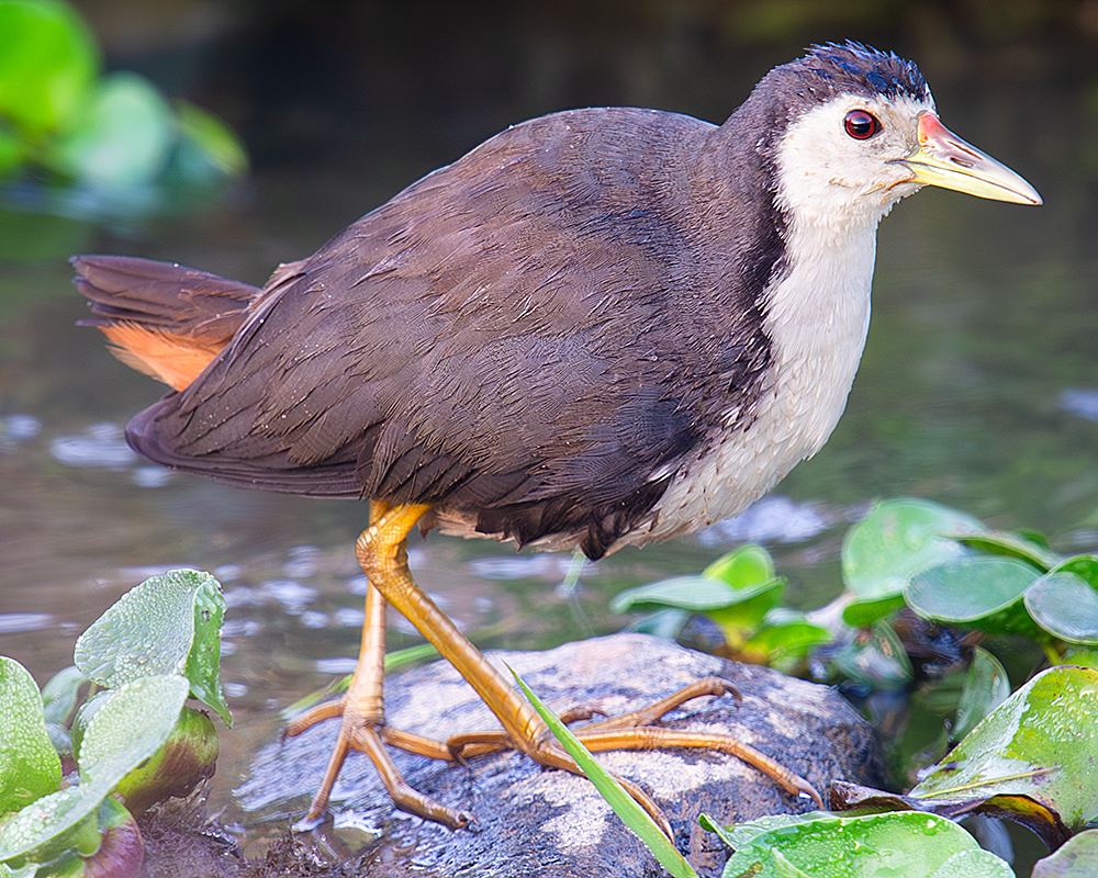 White-breasted Waterhen