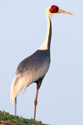 White-naped Crane