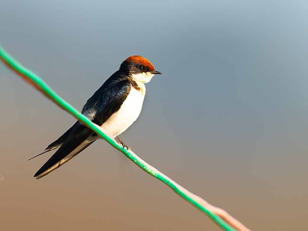 Wire-tailed Swallow