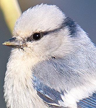 Azure Tit