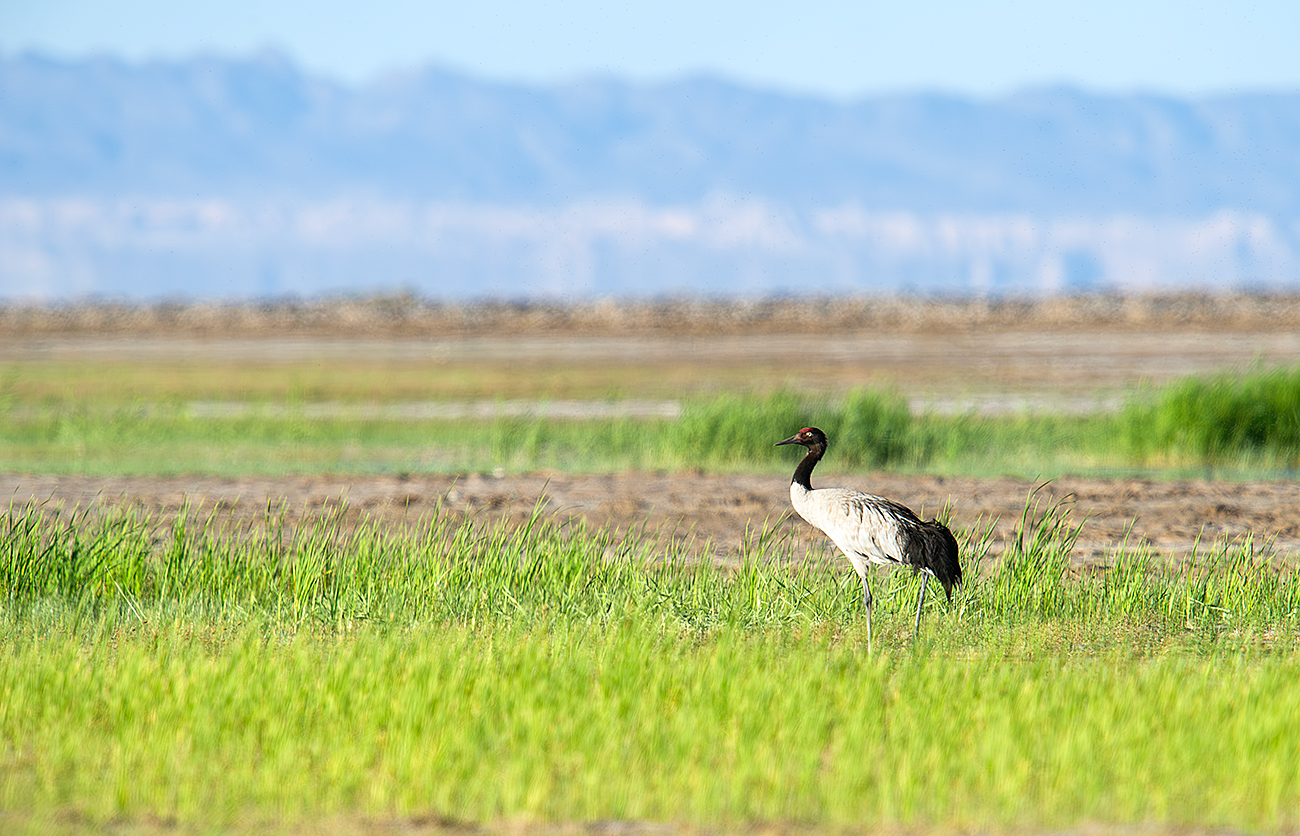 Black-necked Crane