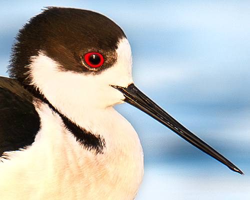 Black-winged Stilt