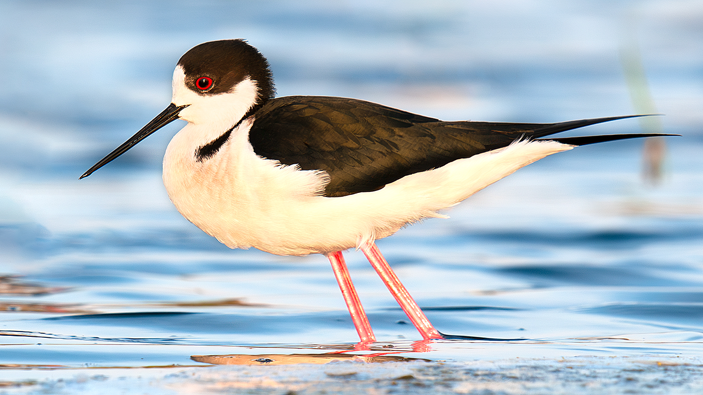 Black-winged Stilt