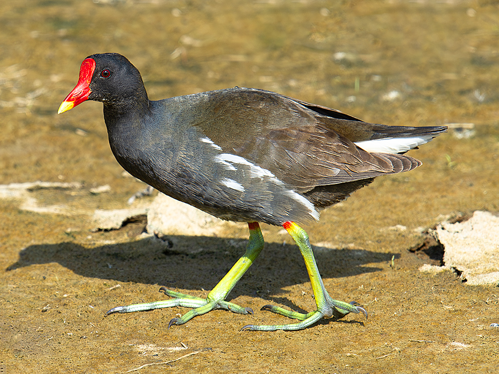 Common Moorhen