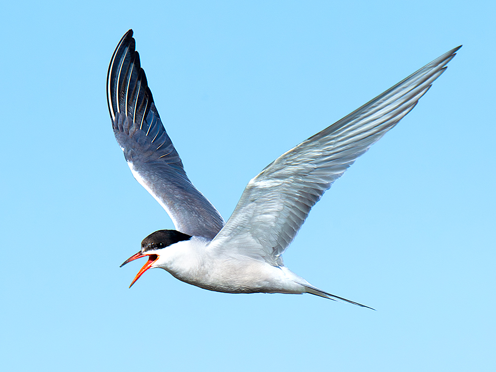 Common Tern