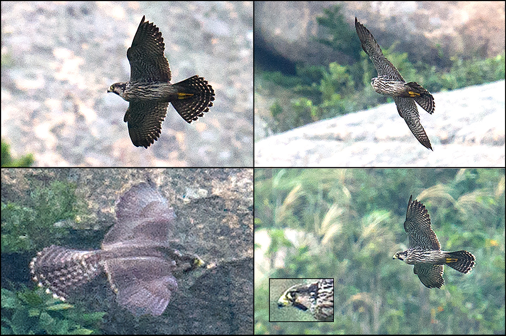 Peregrine Falcon