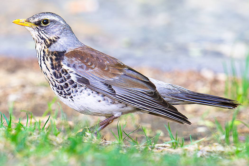 Fieldfare