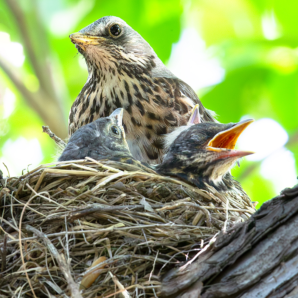 Fieldfare