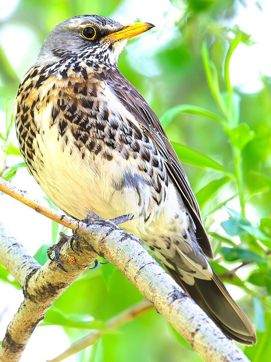 Fieldfare