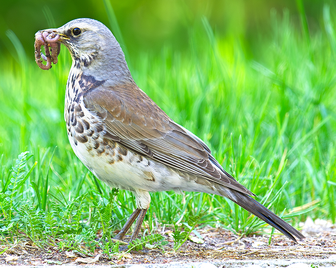 Fieldfare