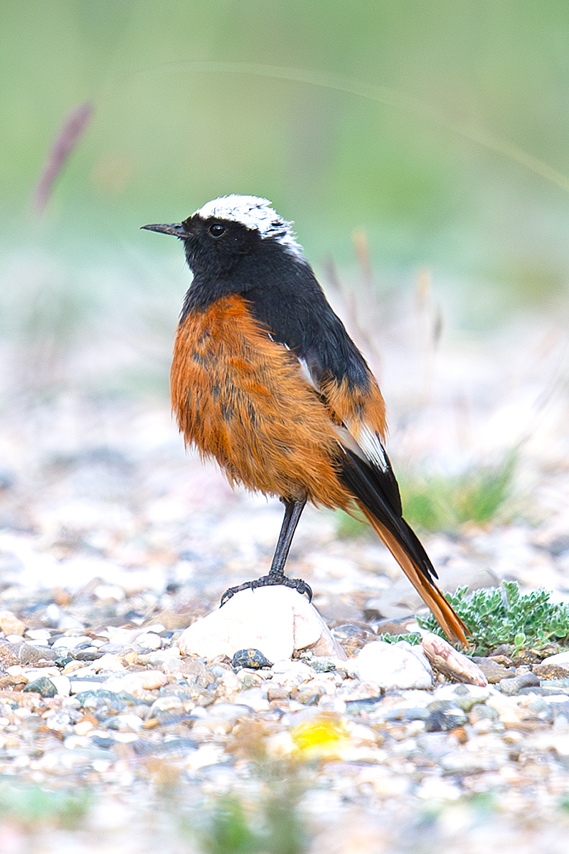 Güldenstädt’s Redstart