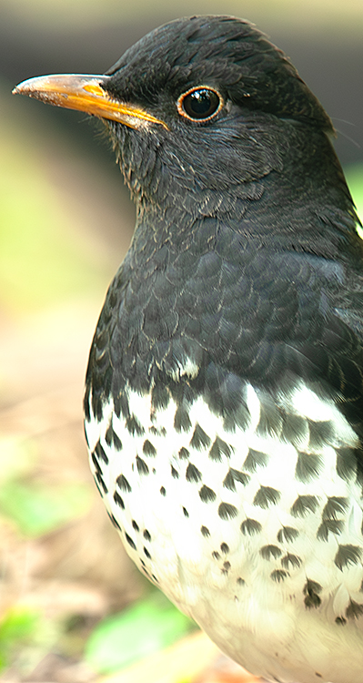 Japanese Thrush