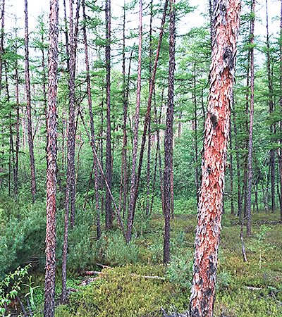 larch forest