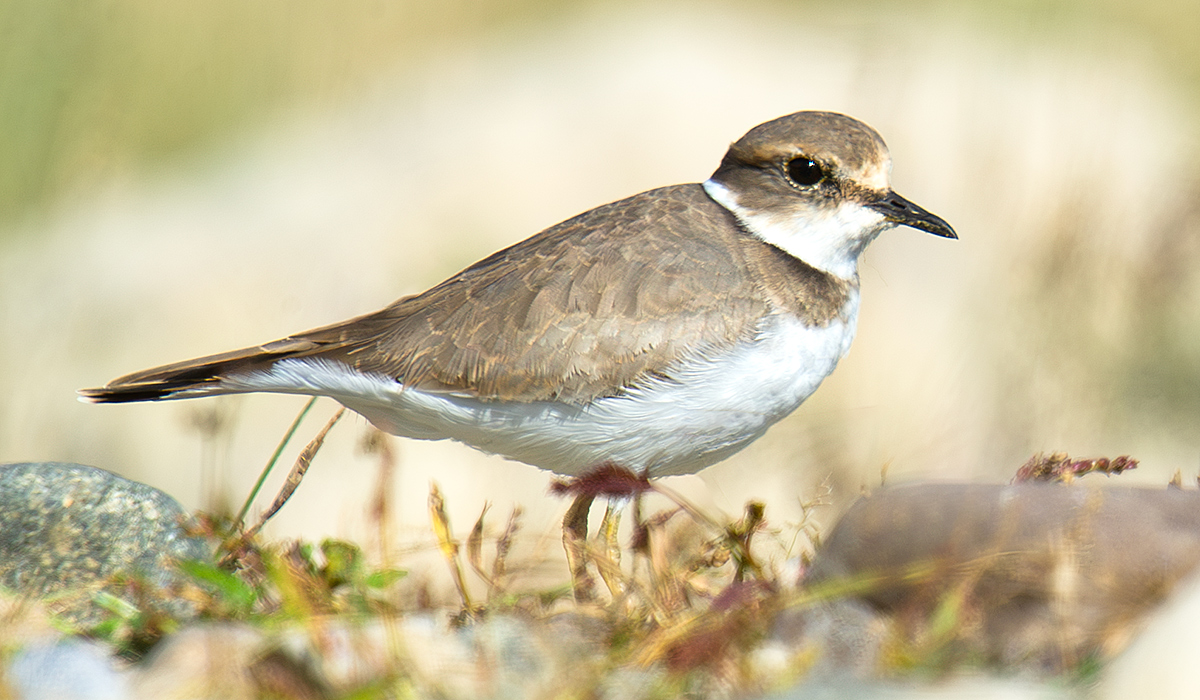 Long-billed Plover