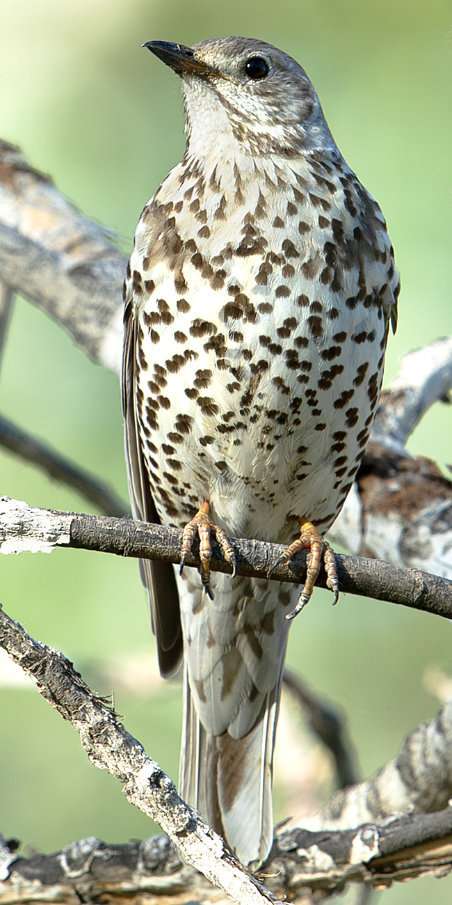 Mistle Thrush