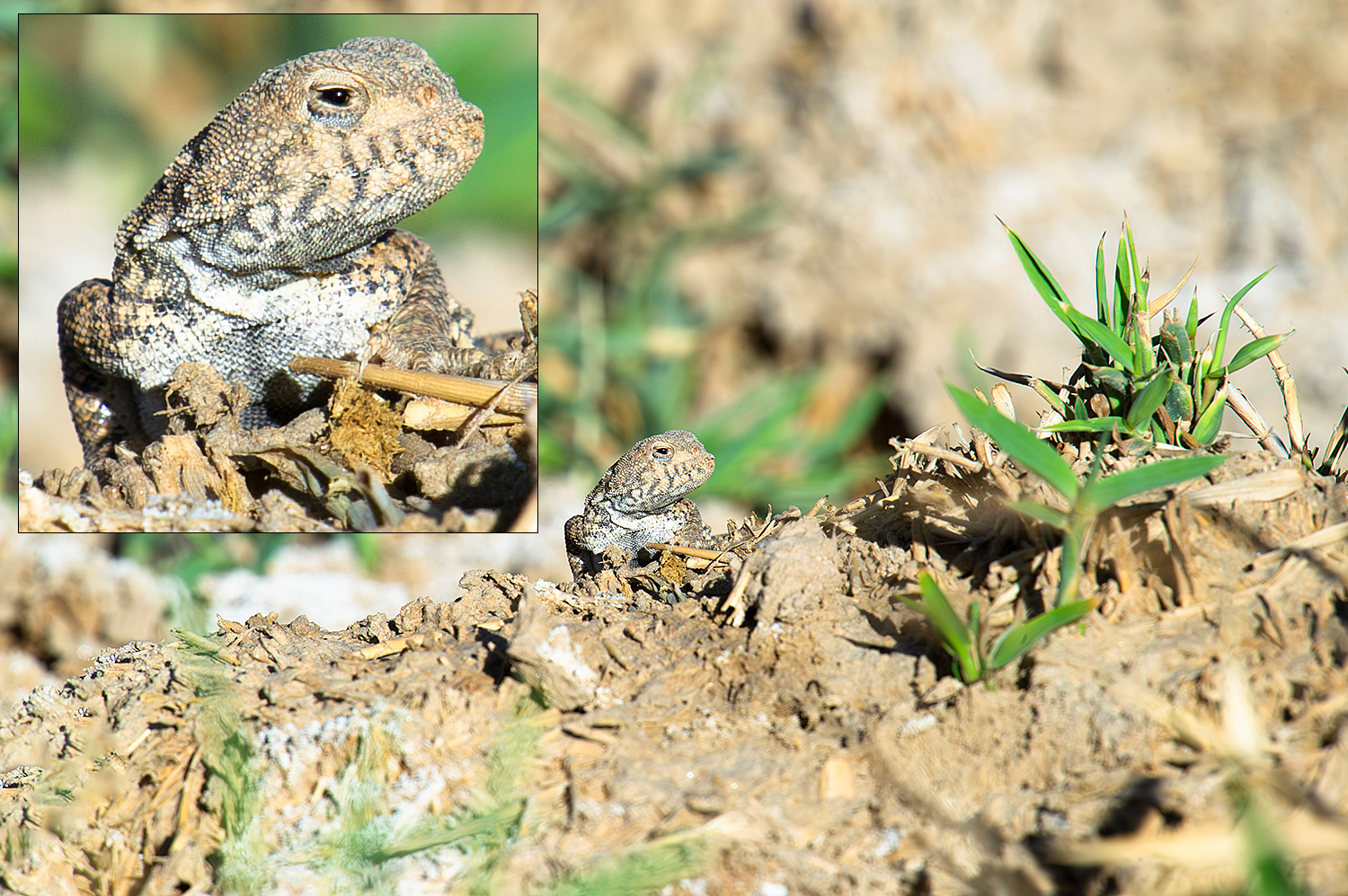 Qinghai Toad-headed Agama