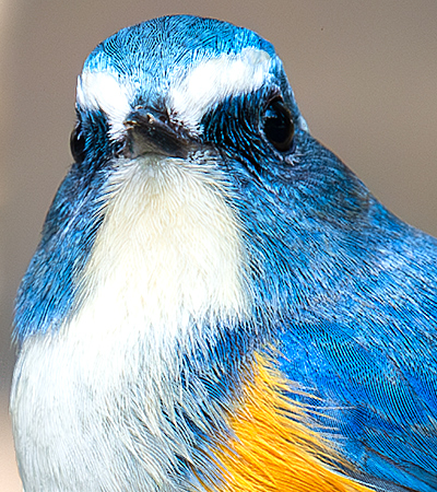 Red-flanked Bluetail