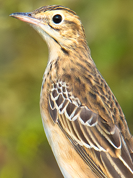 Richard's Pipit