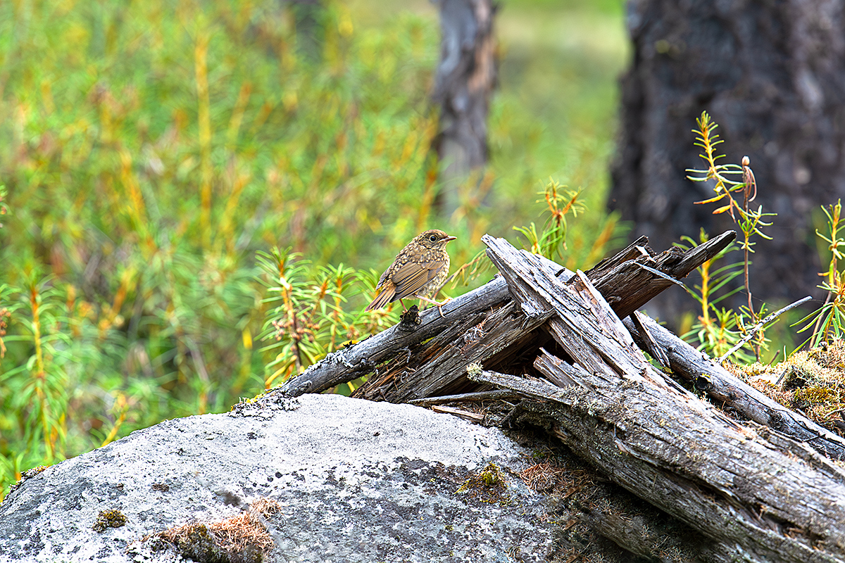 Rufous-tailed Robin (juv.)