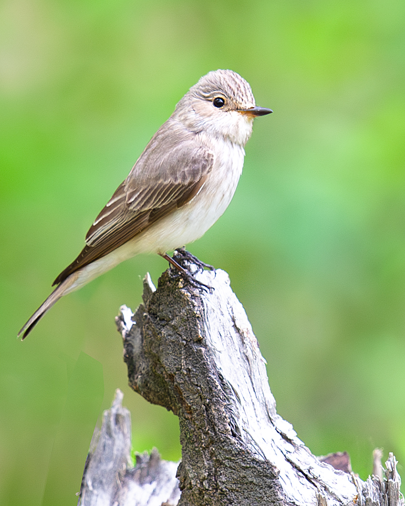 Spotted Flycatcher