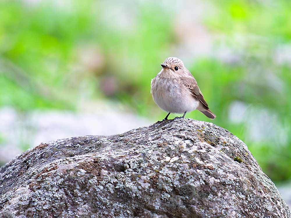 Spotted Flycatcher