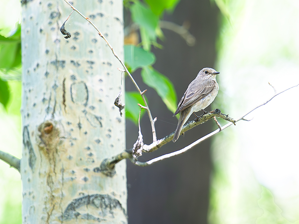 Spotted Flycatcher