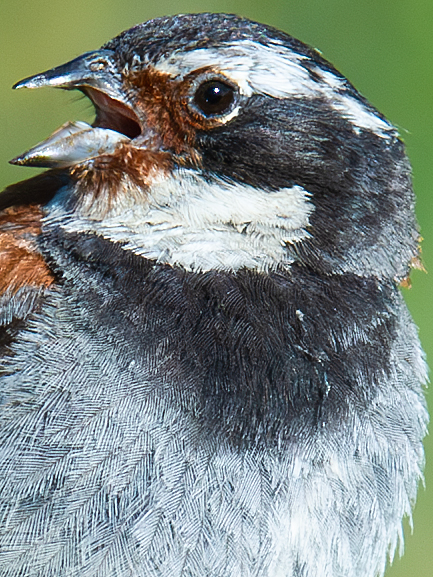 Tibetan Bunting