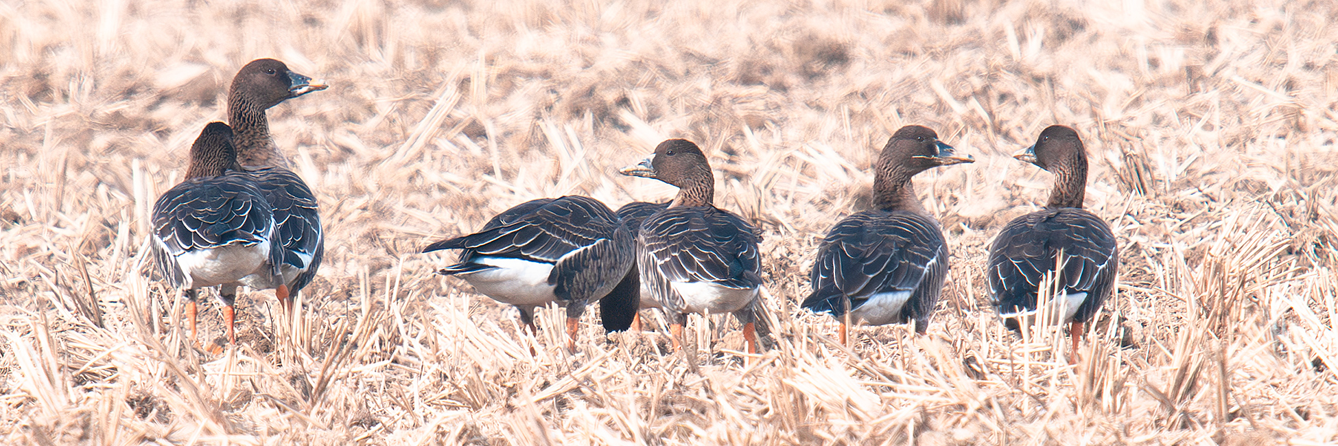 Tundra Bean Goose