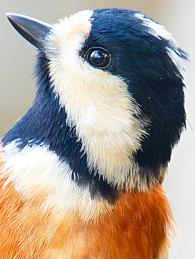 Varied Tit