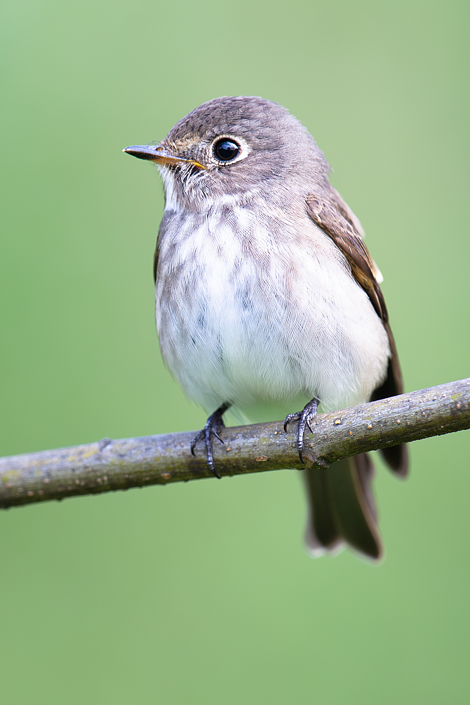 Dark-sided Flycatcher