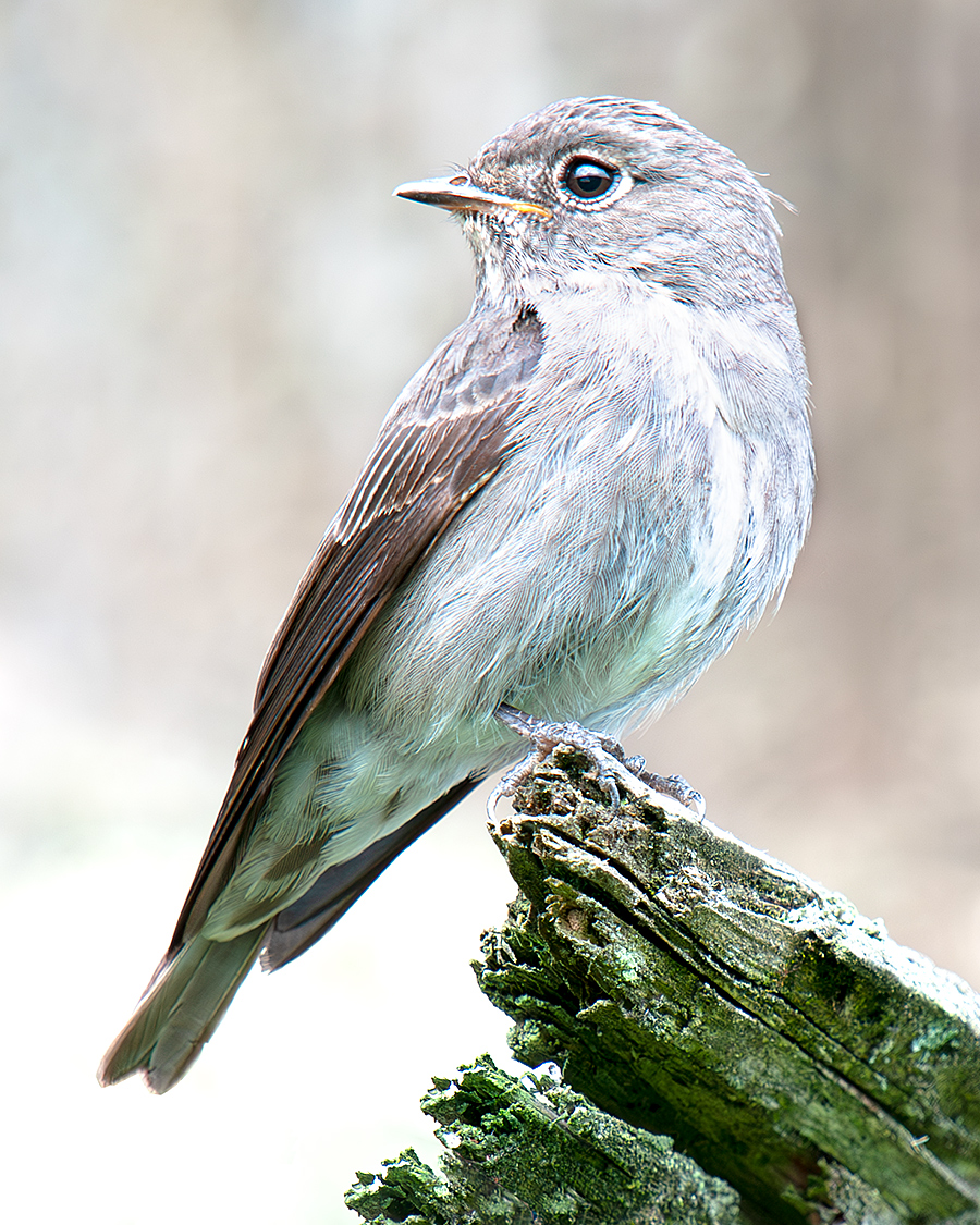 Dark-sided Flycatcher