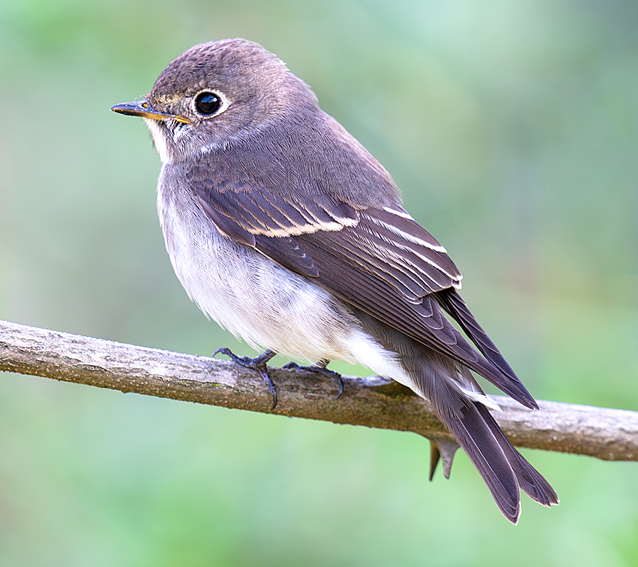 Dark-sided Flycatcher