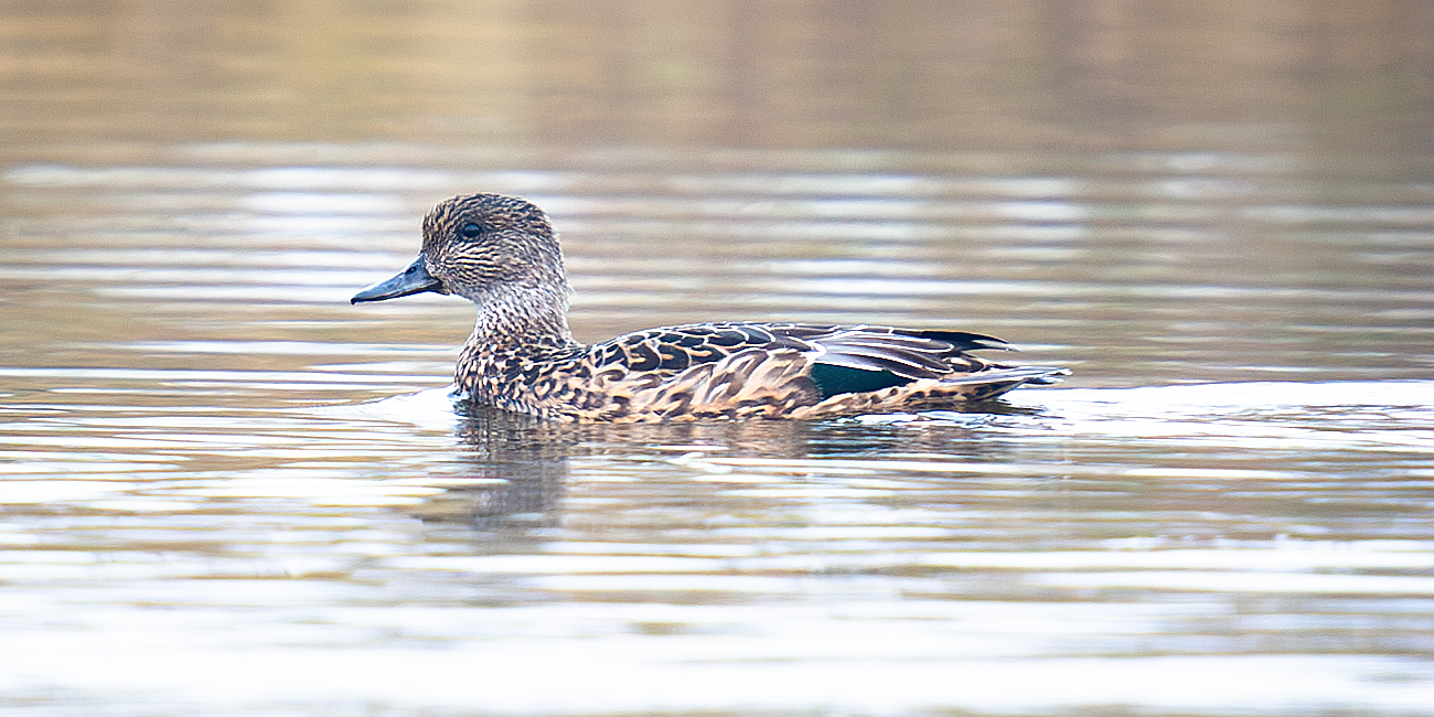 Falcated Duck