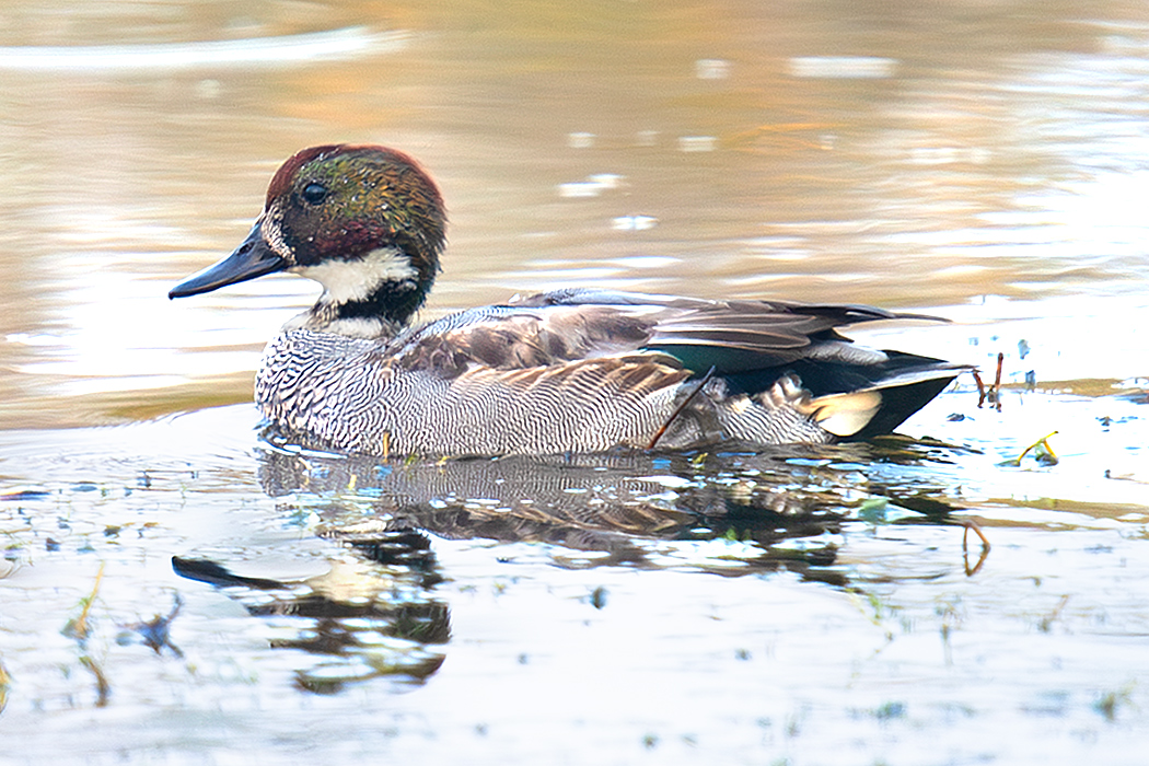 Falcated Duck