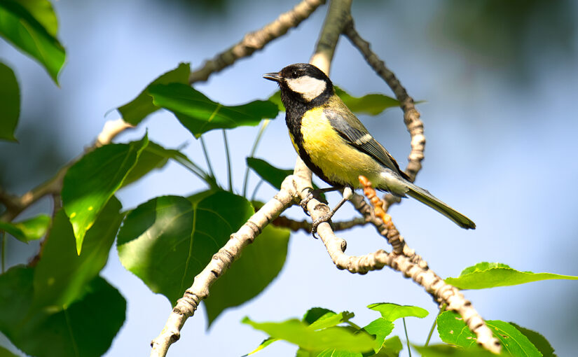 Great Tit