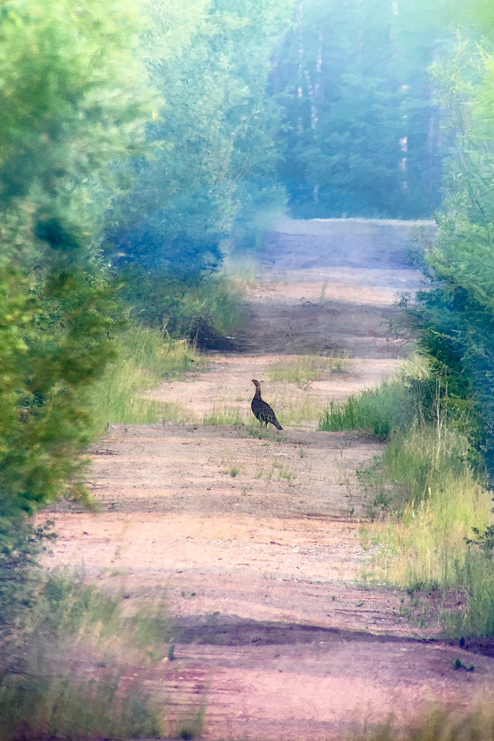 Black Grouse