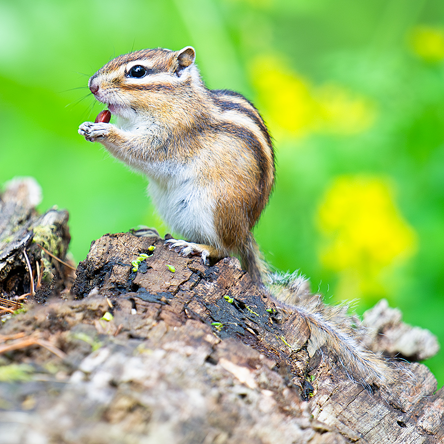 Siberian Chipmunk