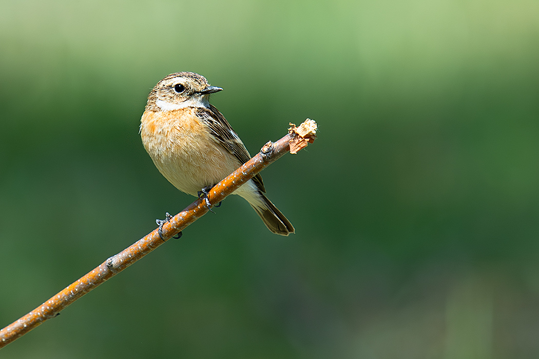 Siberian Stonechat