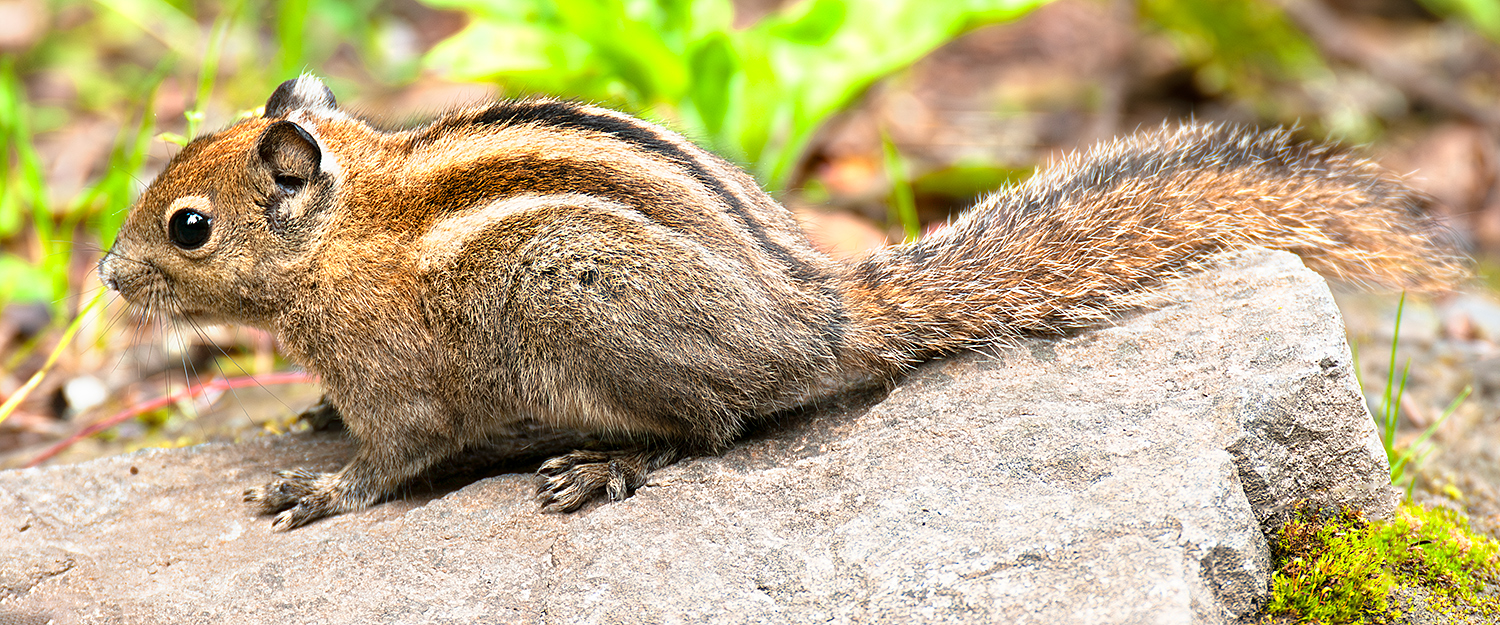 Swinhoe's Striped Squirrel