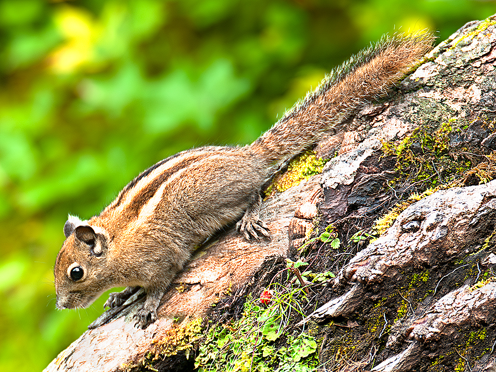 Swinhoe's Striped Squirrel