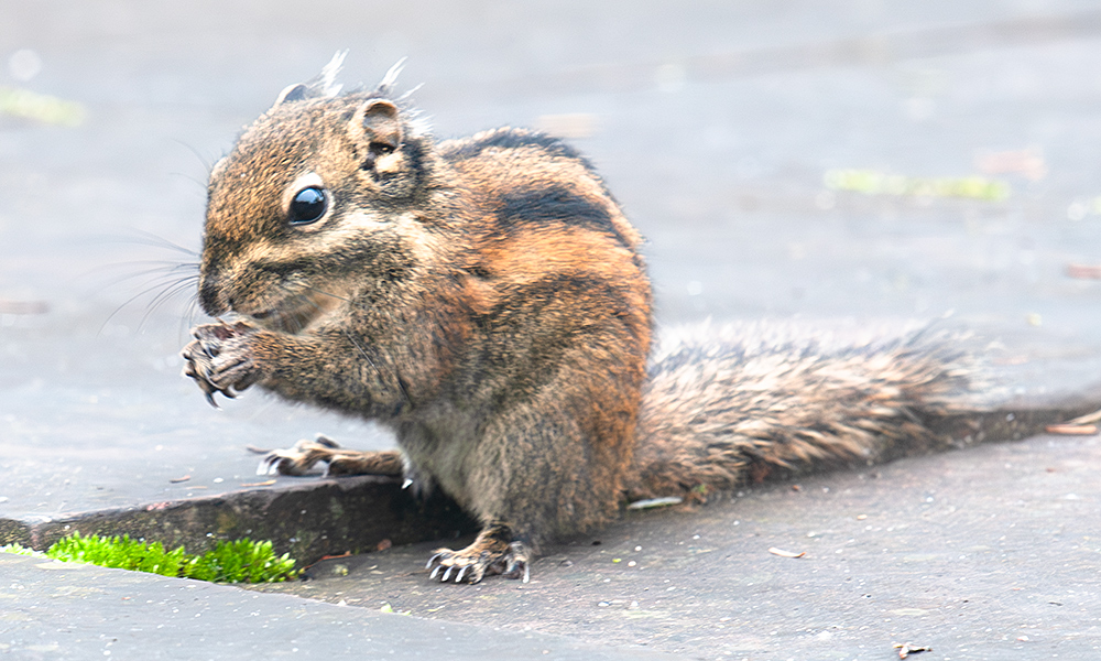 Swinhoe's Striped Squirrel