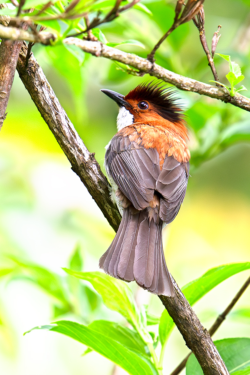 Chestnut Bulbul