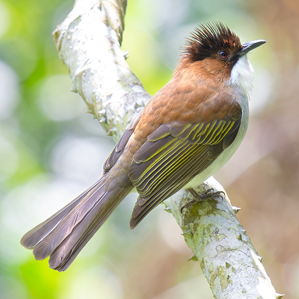 Chestnut Bulbul