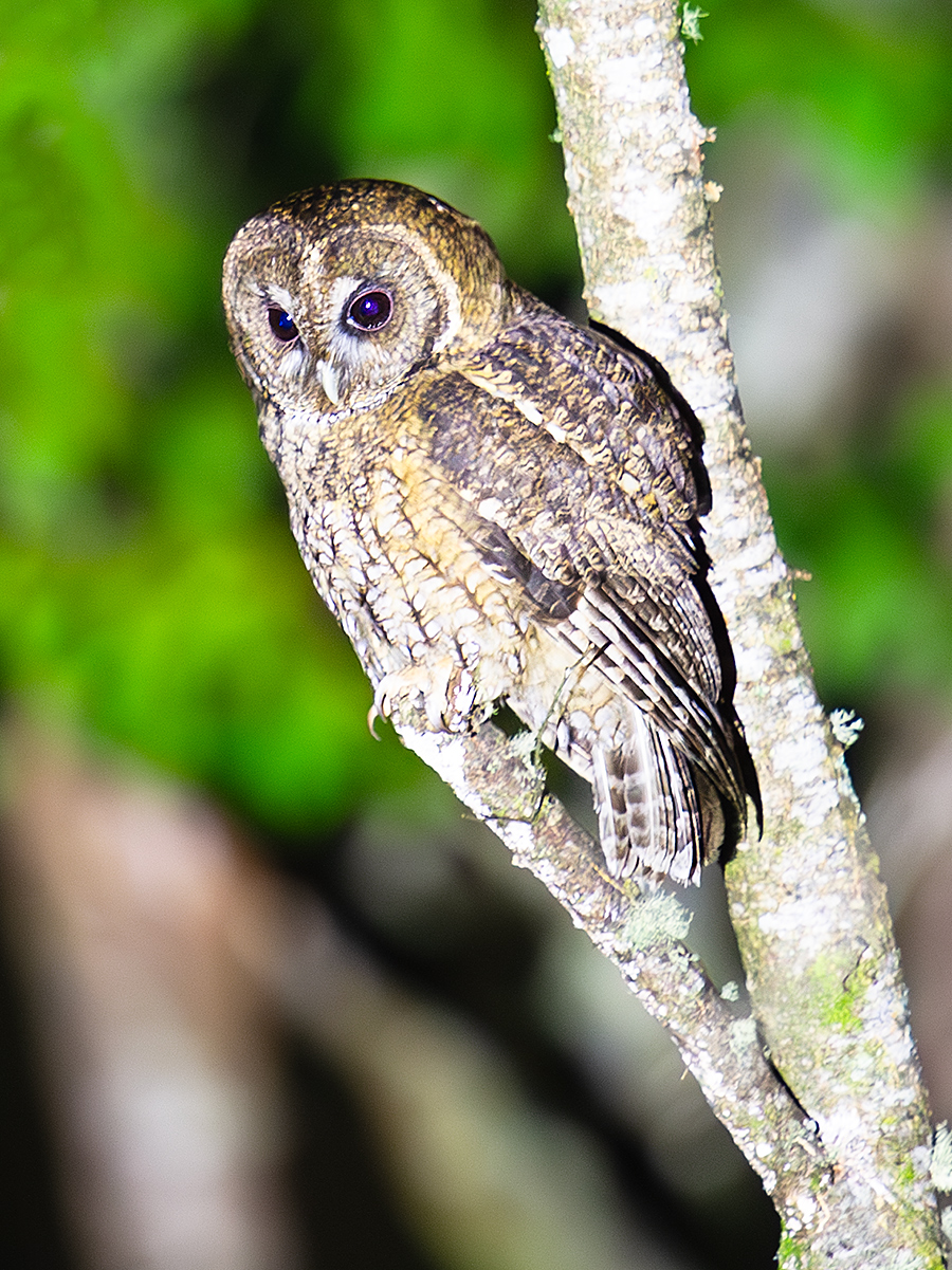 Himalayan Owl